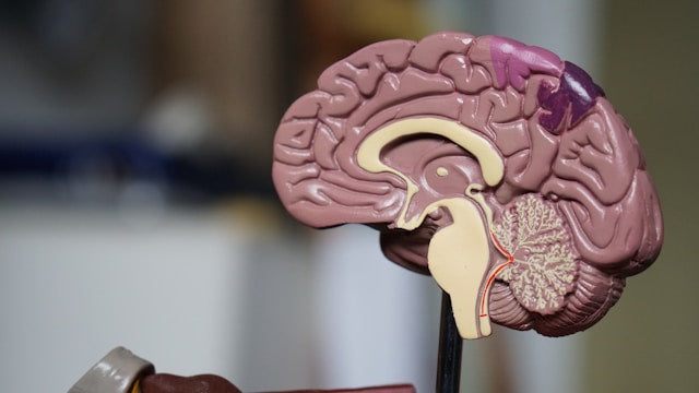 the gut-brain axis: digestion and cognition are linked. image