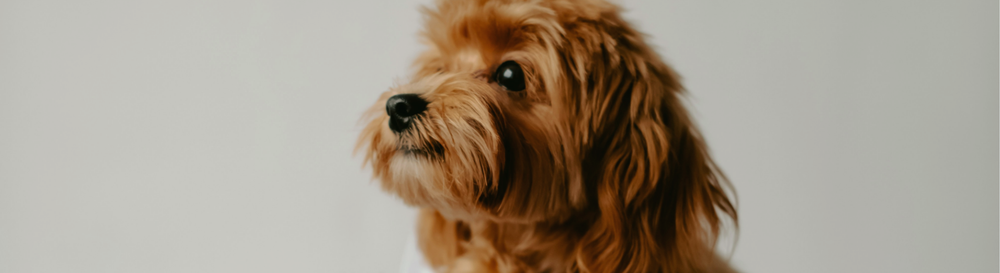 how pets are might be influencing our gut health.