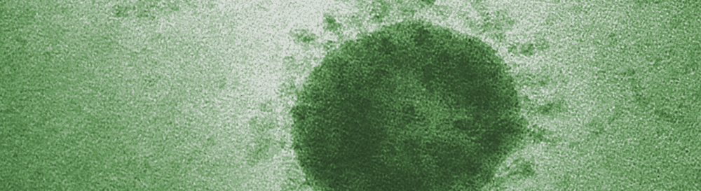 gut-immune axis: the quiet foundation of immunity.