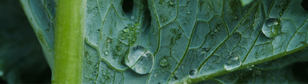 why is fibre important? 9 benefits for your gut, microbiome, and health.
