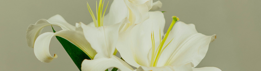 can dysbiosis worsen PCOS symptoms?
