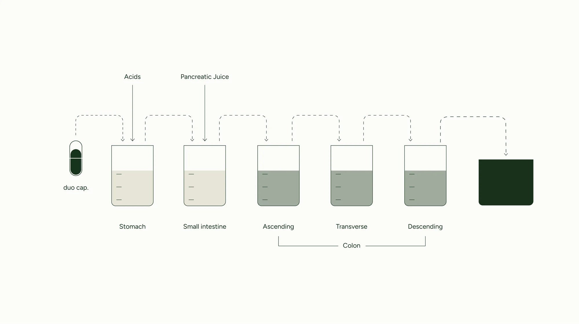 Diagram showing the journey of a capsule through the digestive system with labeled stages.